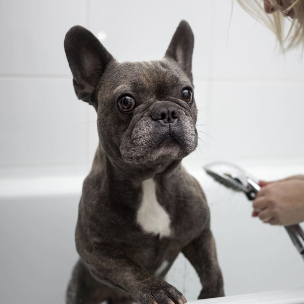 Un bulldog francese in una vasca da bagno, con l'acqua che scorre dalla doccia.