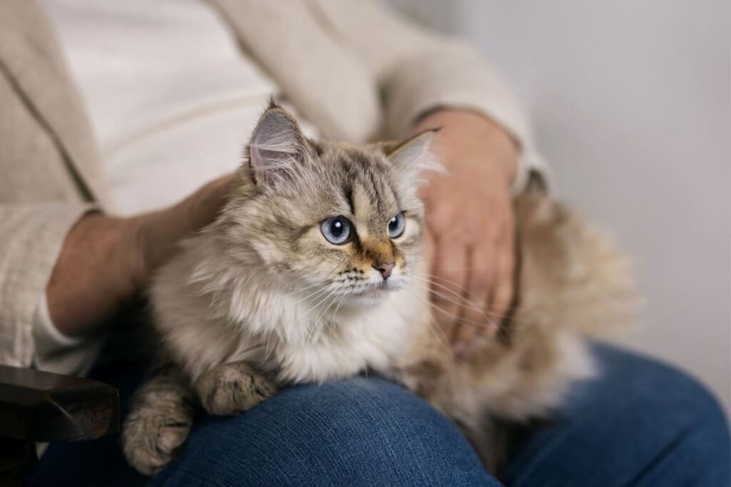 Gatto fulvo e bianco con occhi azzurri seduto sulle ginocchia di una persona.