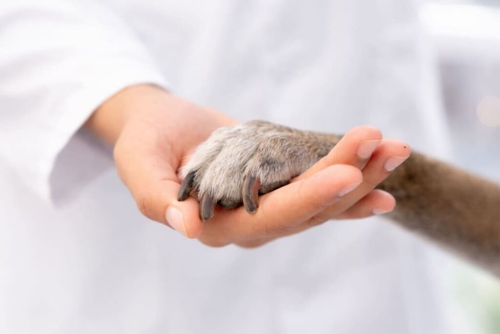 Una mano umana tiene delicatamente la zampa pelosa di un cane, mostrando fiducia e cura.