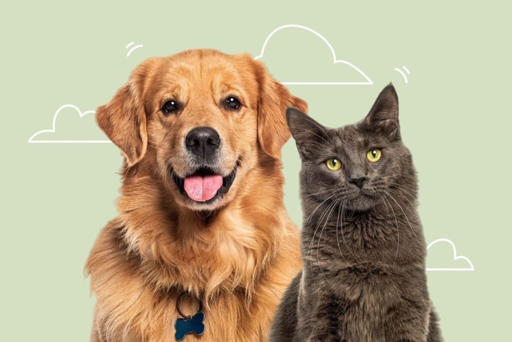 Un cane Golden Retriever sorridente e un gatto grigio su sfondo verde chiaro.
