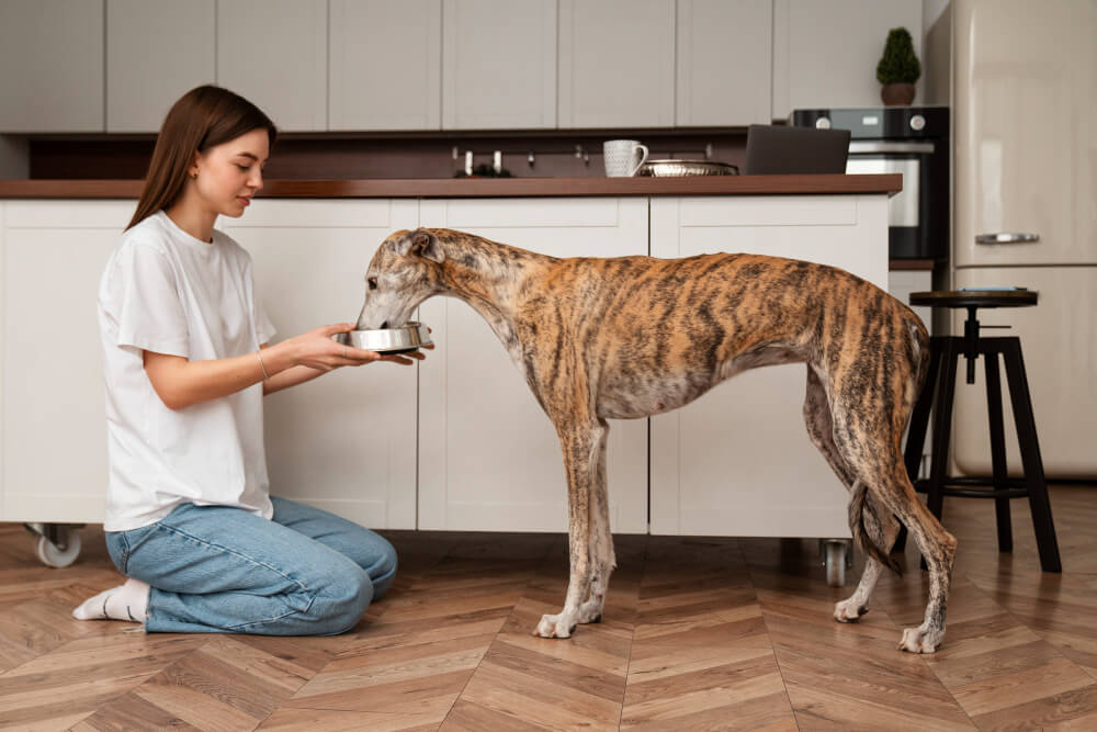 Cambio alimentazione nel cane come evitare diarrea, gonfiore e disturbi intestinali