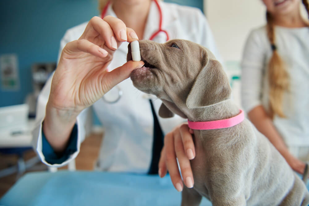 Integratori per la digestione del cane quando hanno senso e come sceglierli bene