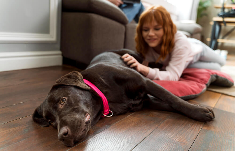 Intestino sensibile nel cane sintomi da riconoscere e strategie per aiutarlo ogni giorno