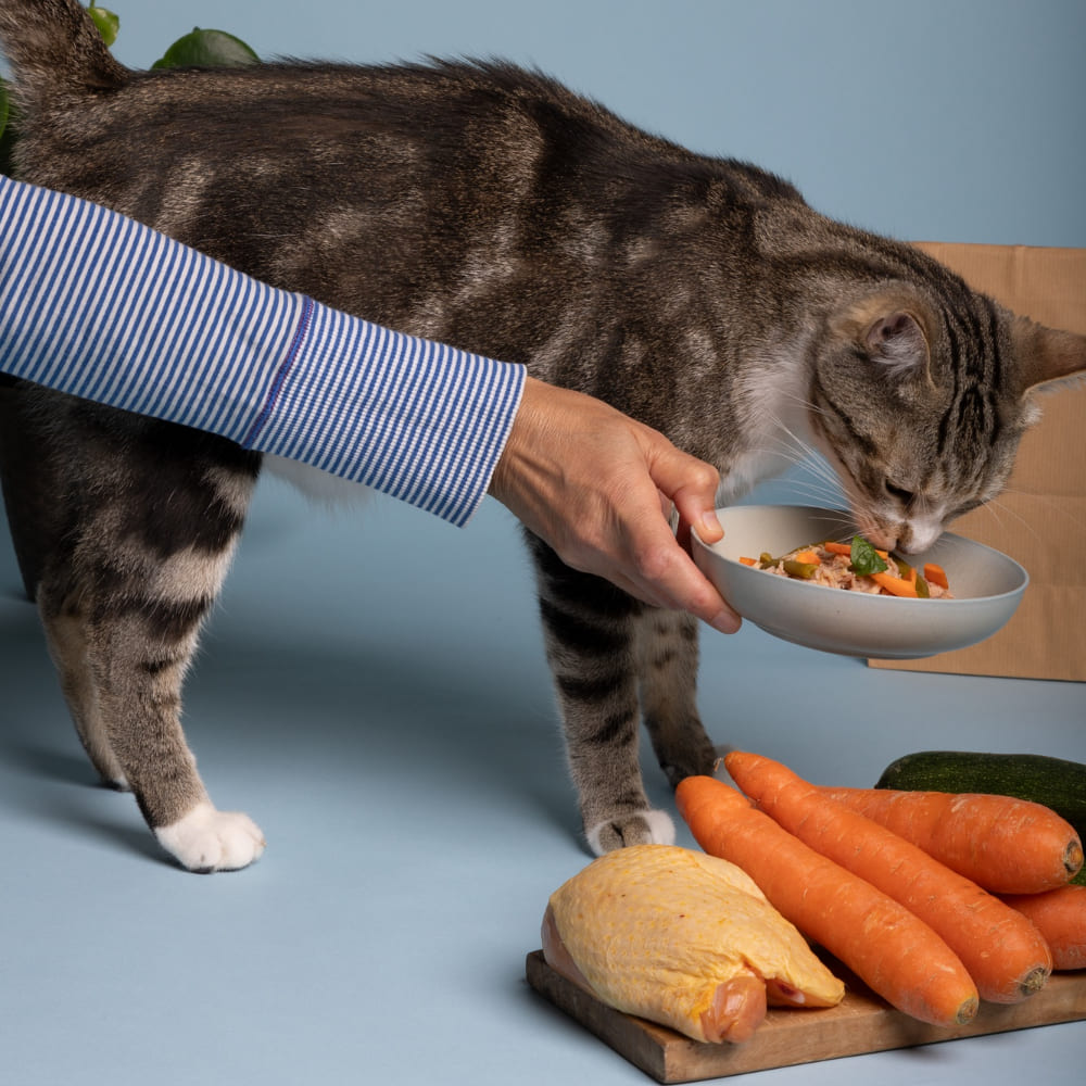 Intestino sensibile nel gatto sintomi, alimentazione e supporto quotidiano