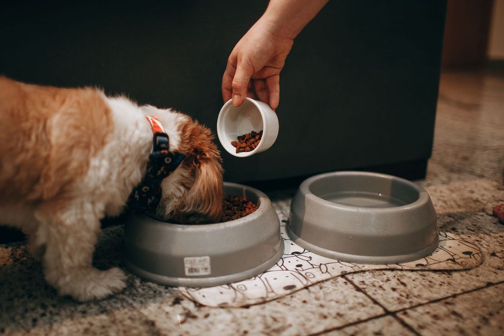 Un cane sano con un fegato funzionante grazie al cardo mariano