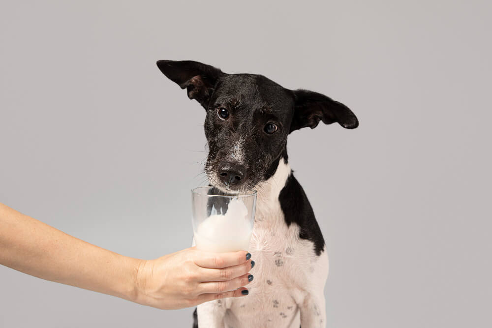 Fermenti lattici per cani a cosa servono, quando usarli e quali errori evitare