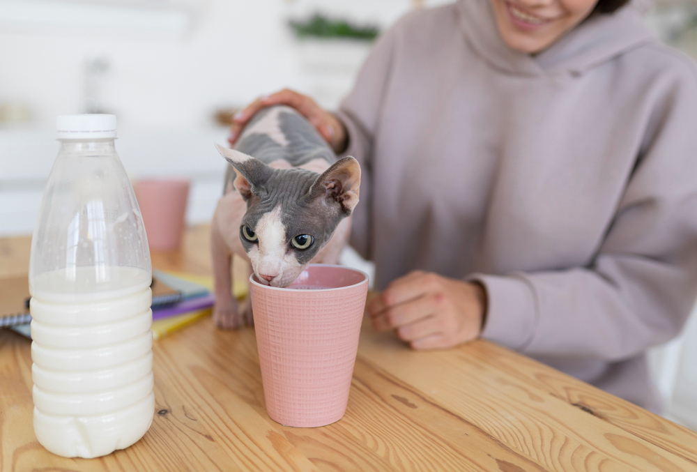 Fermenti lattici per gatti benefici, utilizzo e falsi miti da conoscere