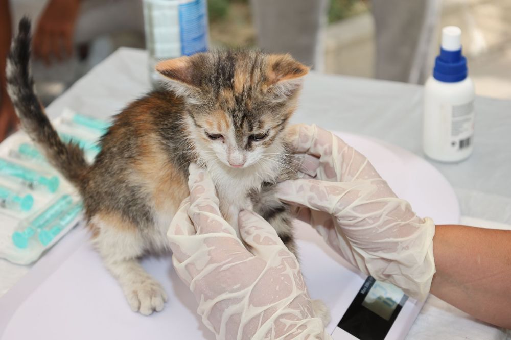 Gatto con diarrea: immagine di un gatto malato