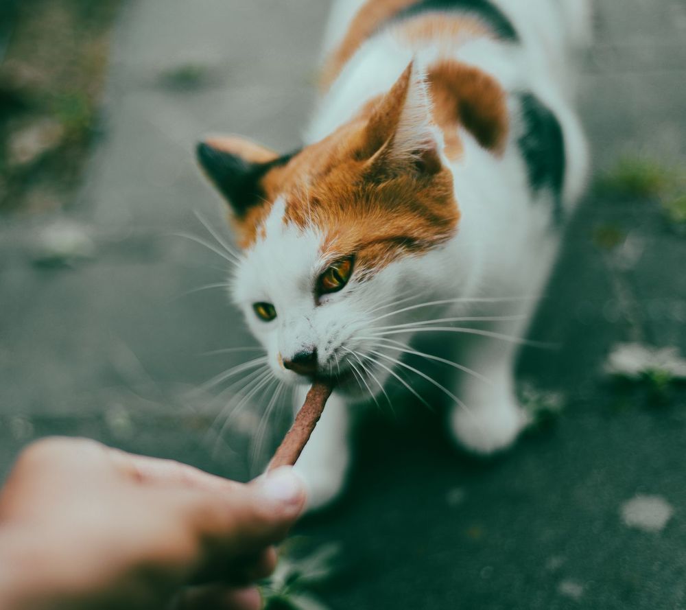 Gatto che mangia cibo con probiotici per la salute intestinale