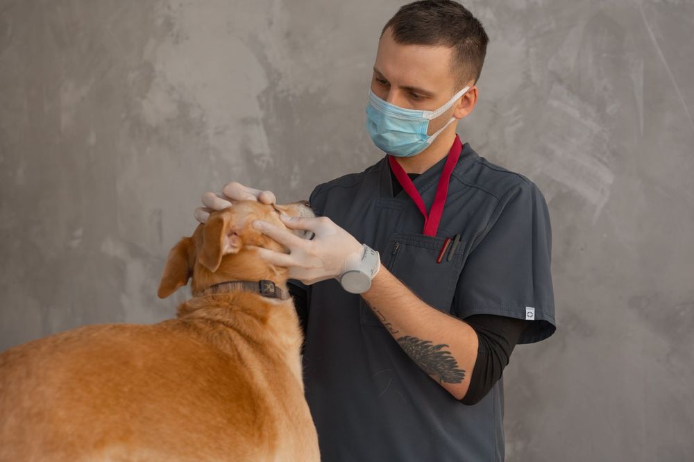 Cane che si sforza durante la defecazione con un veterinario in sottofondo