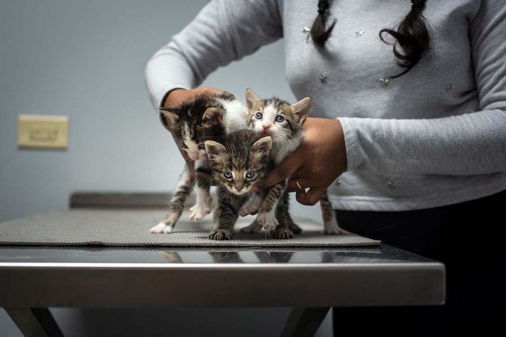 Gatto nella lettiera con espressione di disagio