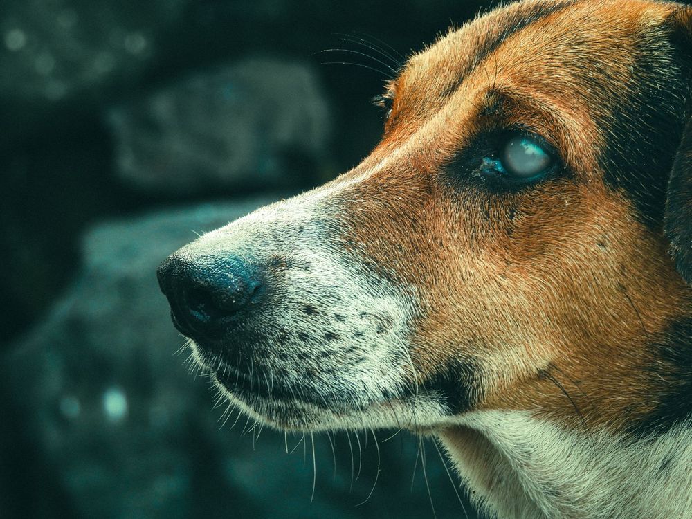Cane anziano con il suo proprietario in uno scenario di cura e attenzione