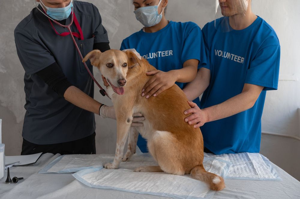 Cane che vomita, sintomo di malessere che richiede attenzione
