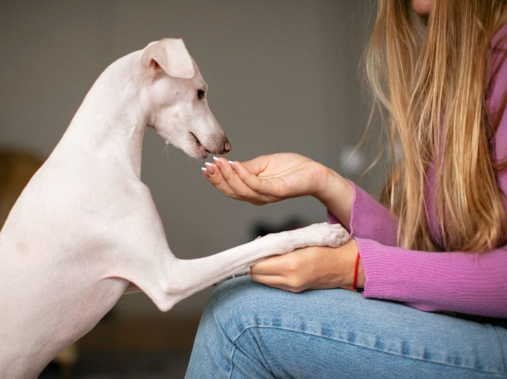 Integratori per il fegato del cane quando possono essere utili e come scegliere i più adatti-Kucciolo