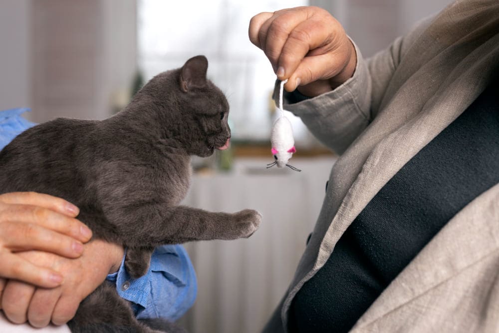 Integratori per il fegato del gatto quando prenderli in considerazione e come orientarsi-Kucciolo