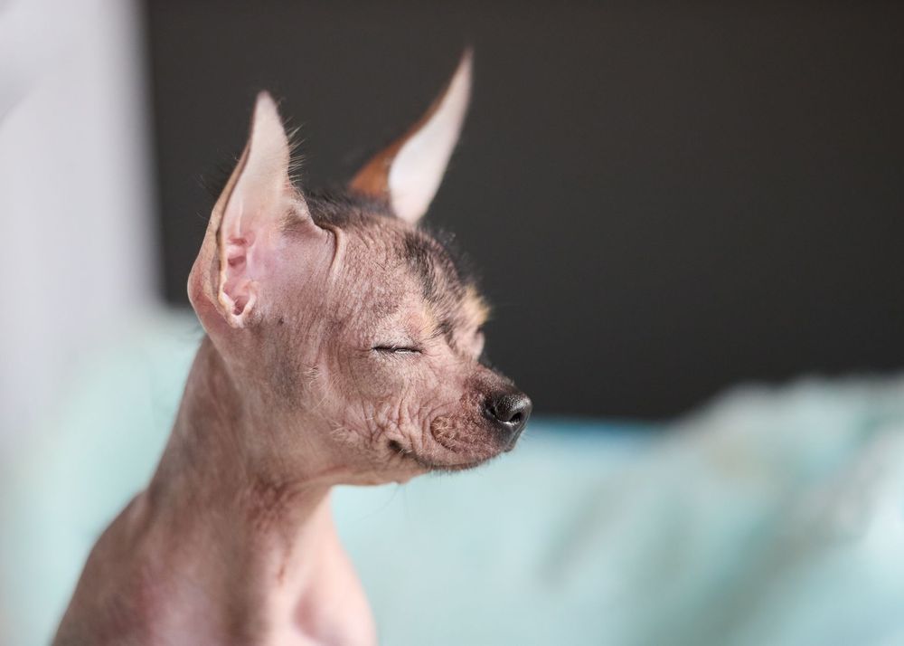 Cane che si gratta la pelle, mostrando segni di irritazione o arrossamento sulla cute sensibile.