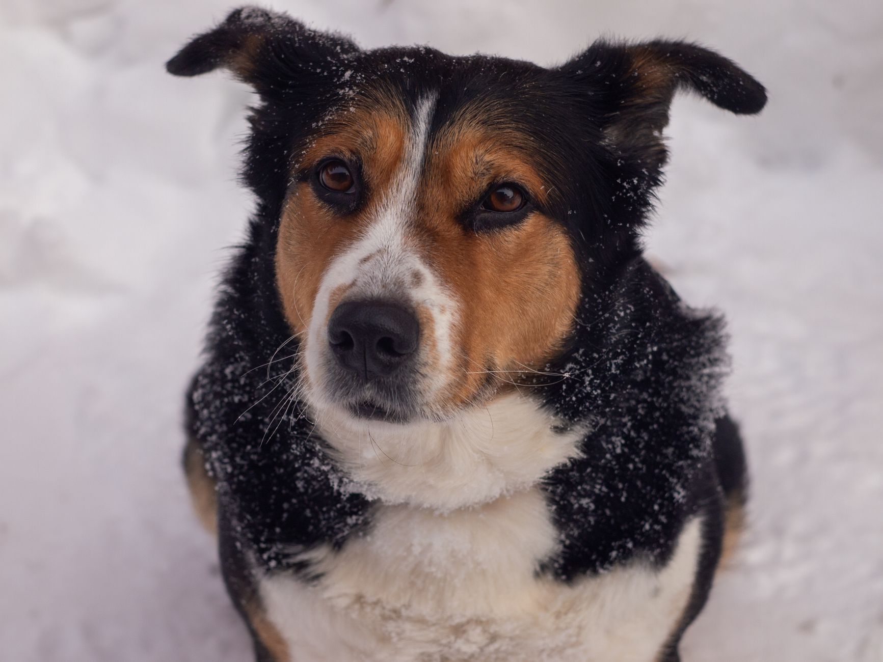 Primo piano di un cane con forfora visibile sul mantello scuro, che mostra squame bianche sulla pelliccia.