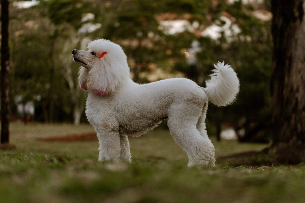 Cane con pelo lucido e sano, accanto a integratori per il mantello