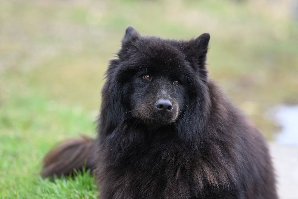 Cane felice con pelo lucido e sano, simbolo dei benefici degli Omega 3 per la sua salute.