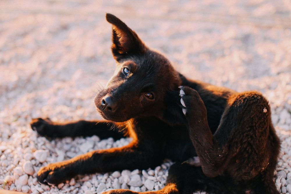 Cane che si gratta la pelle secca, con pelo opaco e forfora visibile