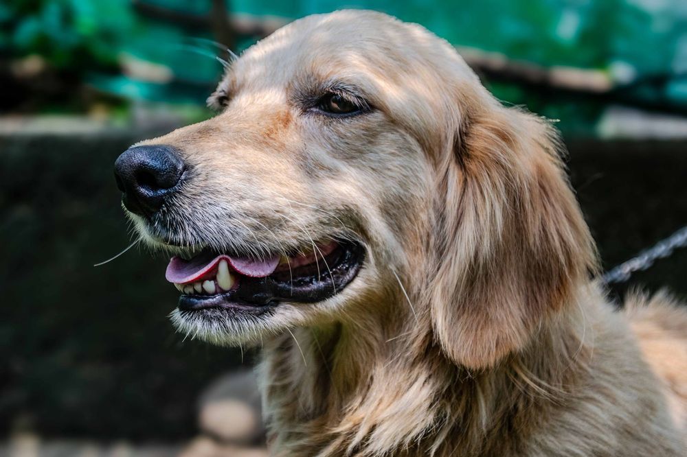 Cane con pelo lucido e sano, simbolo di benessere e corretta alimentazione.