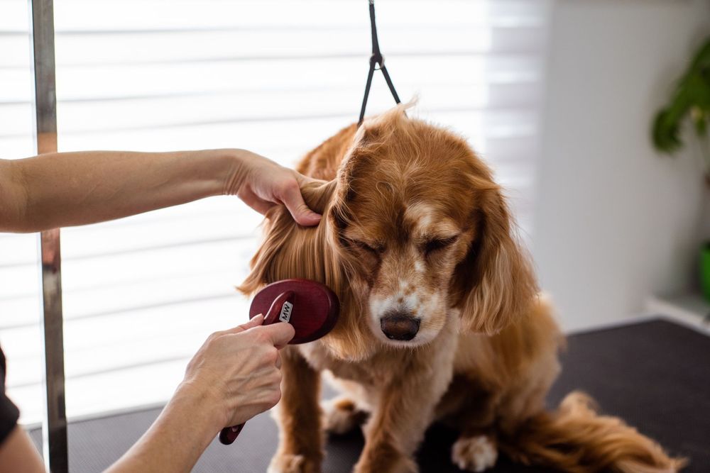 Cane con pelo folto che perde pelo, mentre una mano lo accarezza o lo spazzola delicatamente